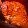 animal, blanket, cat, closeup, cozy, cute, domestic_cat, ears, feline, fur, indoor, nap, orange_tabby, pet, relaxed, resting, sleeping, soft_texture, warm_lighting, whiskers