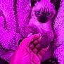 kitten, siamese_cat, paw, hand, blanket, cozy, fur, cute, pet, animal, indoor, closeup, soft_texture, purple_light, nail_polish, human, feline, sleepy, resting, intimate