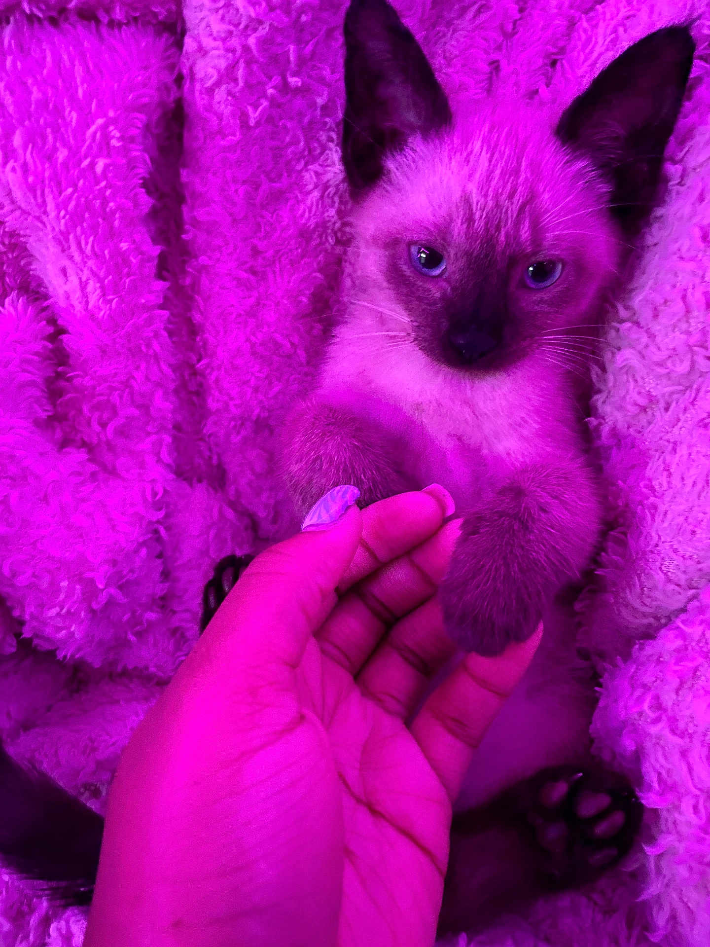 Shadow is registered to the contest to win money with this photo: kitten, siamese_cat, paw, hand, blanket, cozy, fur, cute, pet, animal, indoor, closeup, soft_texture, purple_light, nail_polish, human, feline, sleepy, resting, intimate