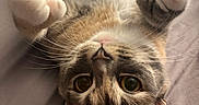 Trisket is registered to the contest to win money with this photo: cat, pet, feline, cute, playful, whiskers, paws, bed, indoor, fur, relaxing, curious, closeup, animal, domestic, mammal, sleepy, soft, adorable, lying_down