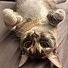 cat, pet, feline, cute, playful, whiskers, paws, bed, indoor, fur, relaxing, curious, closeup, animal, domestic, mammal, sleepy, soft, adorable, lying_down