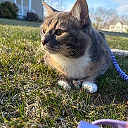 Trisket joined the competition — help win amazing prizes! cat, grass, outdoor, sunlight, house, leash, pet, animal, feline, nature, daytime, sky, whiskers, fur, ears, side_view, resting, calm, domestic_cat, closeup