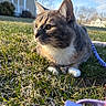 cat, grass, outdoor, sunlight, house, leash, pet, animal, feline, nature, daytime, sky, whiskers, fur, ears, side_view, resting, calm, domestic_cat, closeup