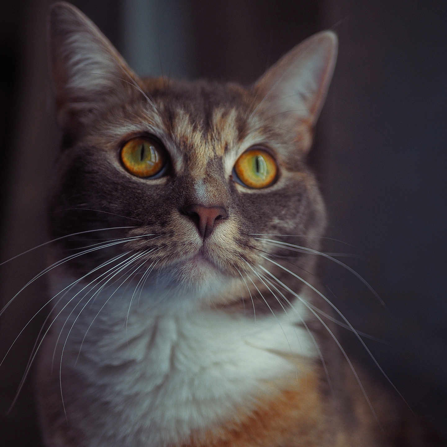 Trisket joined the competition — help win amazing prizes! cat, animal, pet, whiskers, fur, closeup, portrait, amber_eyes, face, ears, feline, looking, indoor, mammal, cute, domestic_animal, soft_light, expression, focus, adorable