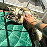 Trisket is registered to the contest to win money with this photo: cat, animal, pet, indoor, sunlight, blanket, tattoo, hand, relaxation, cozy, fur, paw, window, shadow, comfort, resting, domestic, sleeping, human, touch
