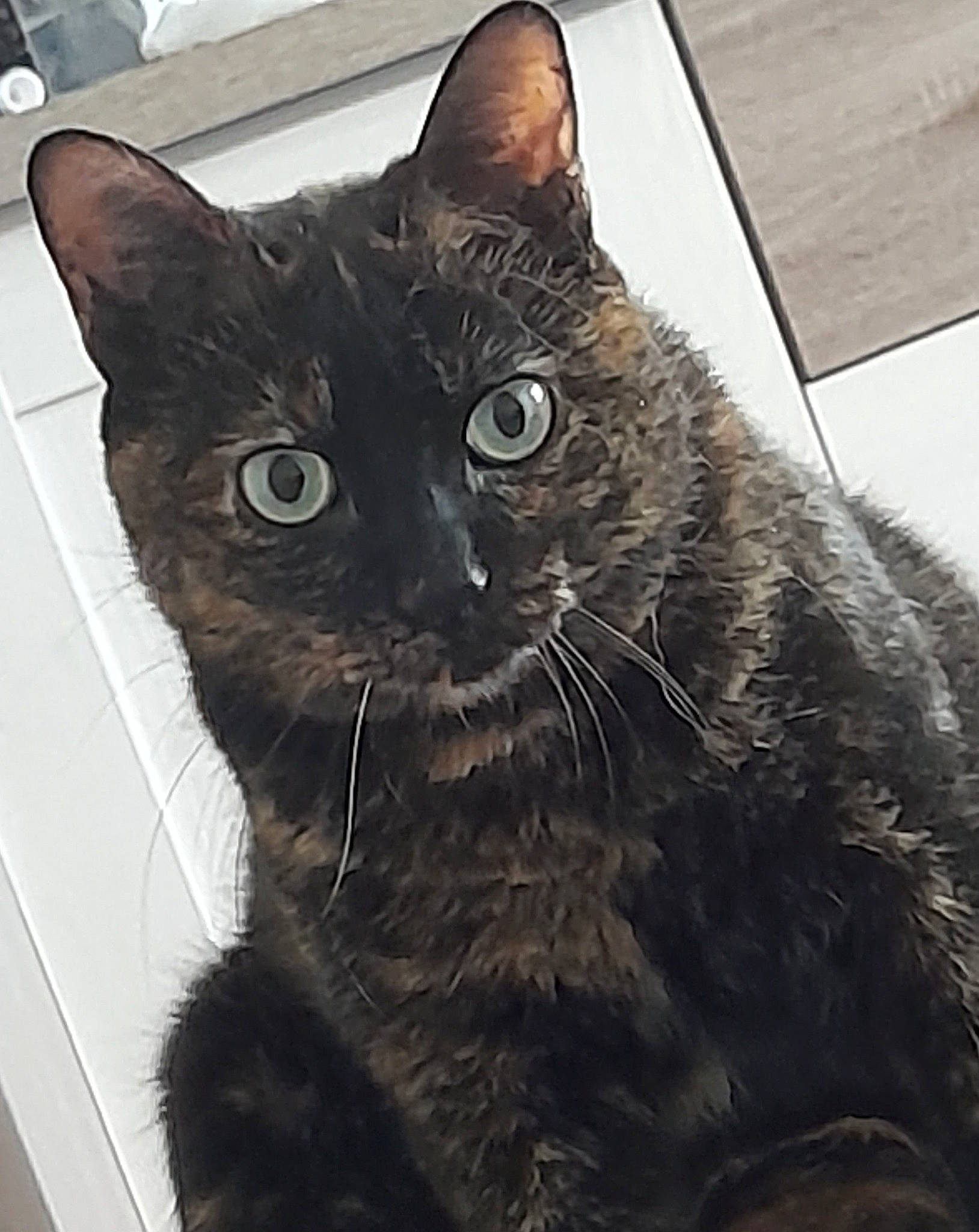 Choupette participe au concours pour gagner de l'argent avec cette photo : carnivore, cat, claw, comfort, domestic_short_haired_cat, felidae, fur, paw, small_to_medium_sized_cats, snout, tail, terrestrial_animal, whiskers, window