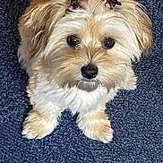 Pixie joined the competition — help win amazing prizes! dog, small_dog, fluffy, pet, animal, cute, bow, hair_accessory, carpet, blue_carpet, indoor, lying_down, looking_up, fur, adorable, companion, domestic_animal, face, ears, paws