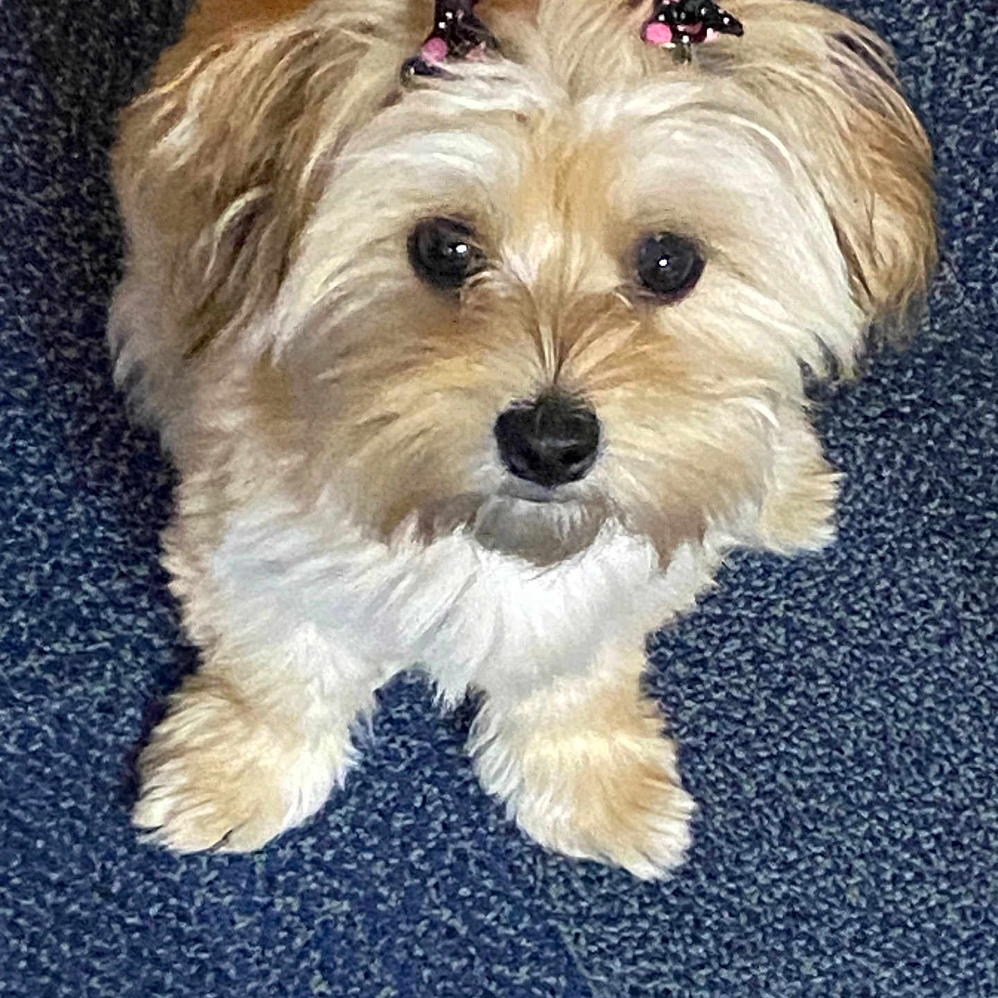 Pixie