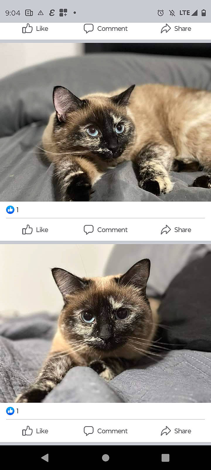 Jupiter is registered to the contest to win money with this photo: carnivore, cat, collage, domestic_short_haired_cat, fawn, felidae, font, fur, iris, mammal, organism, photo_caption, photograph, siamese, small_to_medium_sized_cats, snapshot, snout, vertebrate, whiskers, wildlife