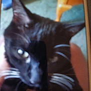 Oreo is registered to the contest to win money with this photo: cat, black_cat, whiskers, close_up, indoor, blur, pet, animal, feline, ears, face, fur, eye, household, furniture, carpet, person_hand, domestic, mammal, cute