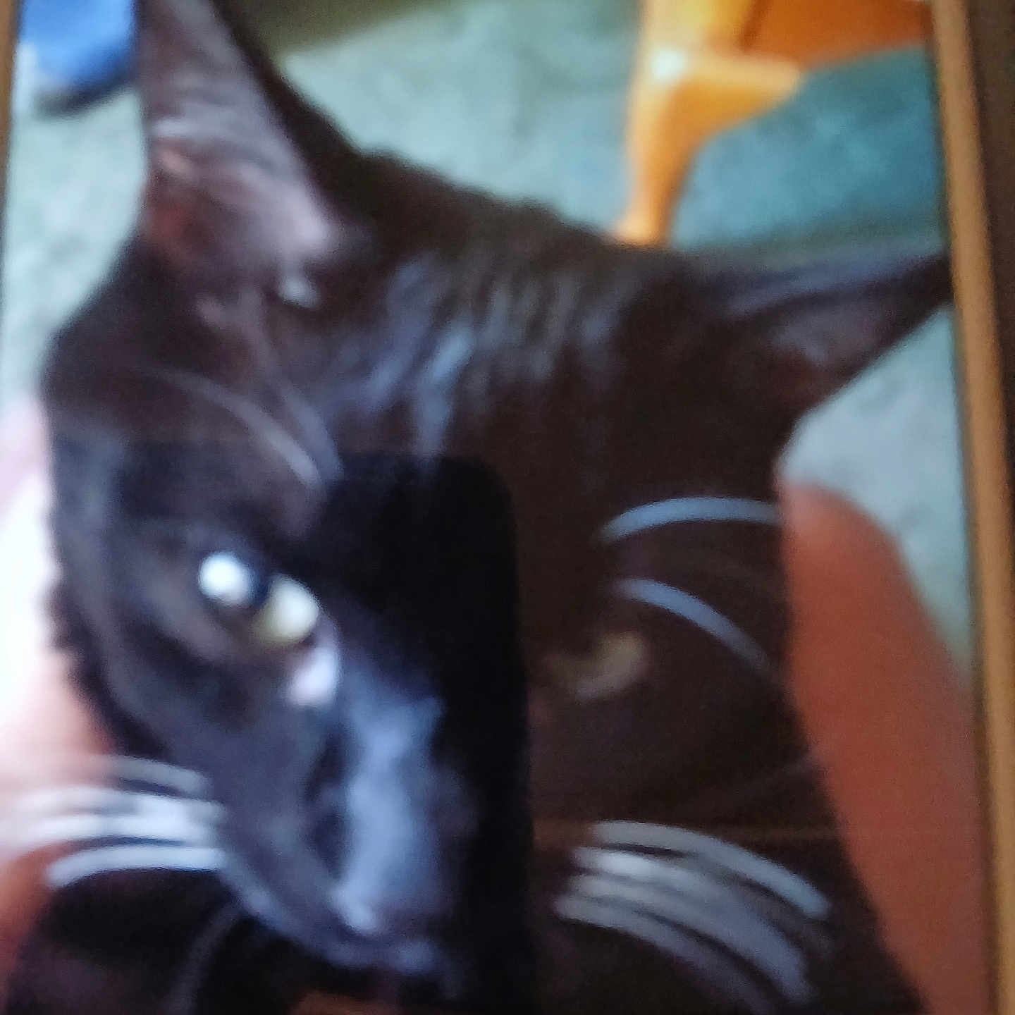 Oreo is registered to the contest to win money with this photo: animal, black_cat, blur, carpet, cat, close_up, cute, domestic, ears, eye, face, feline, fur, furniture, household, indoor, mammal, person_hand, pet, whiskers