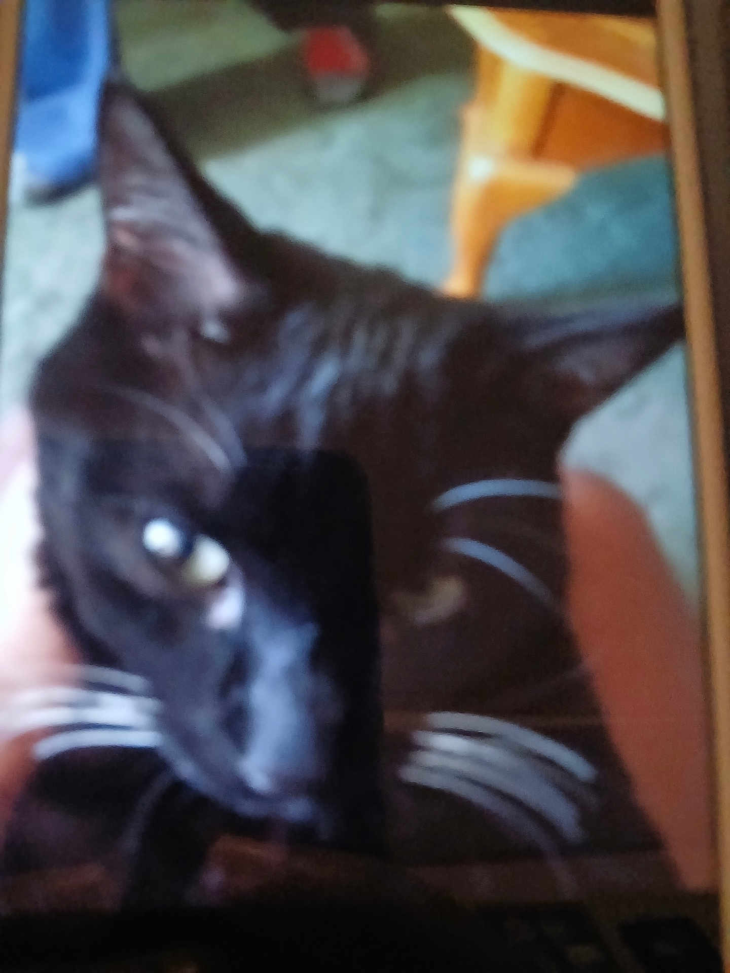 Oreo is registered to the contest to win money with this photo: cat, black_cat, whiskers, close_up, indoor, blur, pet, animal, feline, ears, face, fur, eye, household, furniture, carpet, person_hand, domestic, mammal, cute