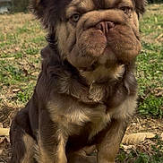 Lamelo joined the competition — help win amazing prizes! dog, puppy, brown_fur, wrinkled_face, floppy_ears, sitting, grass, leaves, outdoors, trees, blue_sky, close_up, portrait, paws, nose, mouth, pet, cute, mammal, expression