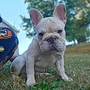 Lilo joined the competition — help win amazing prizes! dog, french_bulldog, puppy, grass, outdoor, tree, ears, wrinkled_muzzle, portrait, pet, cute, sitting, lawn, fur, shallow_depth_of_field, sky, background_blur, pajama, nose, paws