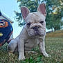 dog, french_bulldog, puppy, grass, outdoor, tree, ears, wrinkled_muzzle, portrait, pet, cute, sitting, lawn, fur, shallow_depth_of_field, sky, background_blur, pajama, nose, paws