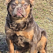 Peach is registered to the contest to win money with this photo: dog, pet, brown_fur, brindle, sitting, outdoor, grass, paws, ears, muzzle, eyes, nose, portrait, animal, domestic_dog, front_paws, fur_texture, ground, cute, attentive