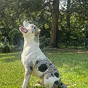 Asylum joined the competition — help win amazing prizes! dog, sitting, tongue_out, spotted_coat, grass, outdoor, trees, sunlight, backyard, pet, canine, playful, profile, nose, ears, paws, shadow, portrait, speckled, attentive