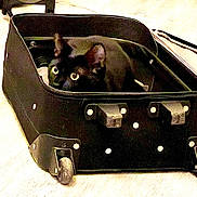 Aiko participe au concours pour gagner de l'argent avec cette photo : black_cat, cat, pet, animal, suitcase, luggage, curious, yellow_eyes, indoor, floor, black, cozy, peeking, travel, open_suitcase, domestic_cat, cute, feline, resting, looking