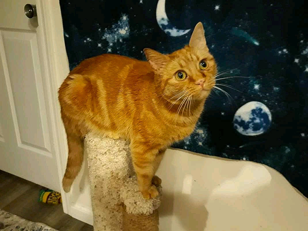 Cassiopeia joined the competition — help win amazing prizes! astronomical_object, carnivore, cat, claw, domestic_short_haired_cat, door, fawn, felidae, flooring, fur, home_door, organism, paw, small_to_medium_sized_cats, snout, tail, terrestrial_animal, whiskers, window, wood