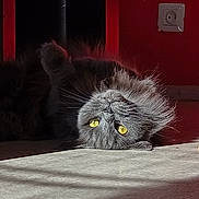 Thya participe au concours pour gagner de l'argent avec cette photo : cat, closeup, cozy, domestic_animal, floor, fluffy_fur, fur, gray_cat, indoor, lying_down, pet, portrait, power_outlet, red_wall, relaxed, shadow, sunlight, upside_down, whiskers, yellow_eyes