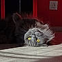 cat, closeup, cozy, domestic_animal, floor, fluffy_fur, fur, gray_cat, indoor, lying_down, pet, portrait, power_outlet, red_wall, relaxed, shadow, sunlight, upside_down, whiskers, yellow_eyes