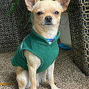 Zoom joined the competition — help win amazing prizes! alert, animal, carpet, chihuahua, close_up, companion, cute, dog, domestic_pet, ears_up, furry, green_vest, indoor, indoor_light, pet_clothing, plant, portrait, sitting, small_dog, woven_furniture