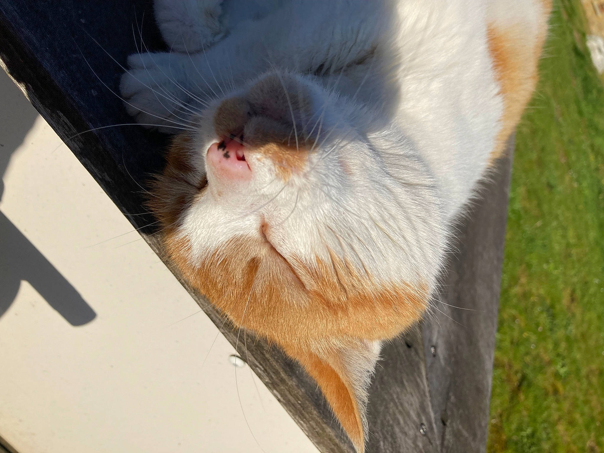 Eden participe au concours pour gagner de l'argent avec cette photo : animal_shelter, beard, canidae, carnivore, cat, claw, collar, domestic_short_haired_cat, ear, eyelash, fawn, felidae, fur, paw, small_to_medium_sized_cats, snout, sporting_group, tail, terrestrial_animal, whiskers