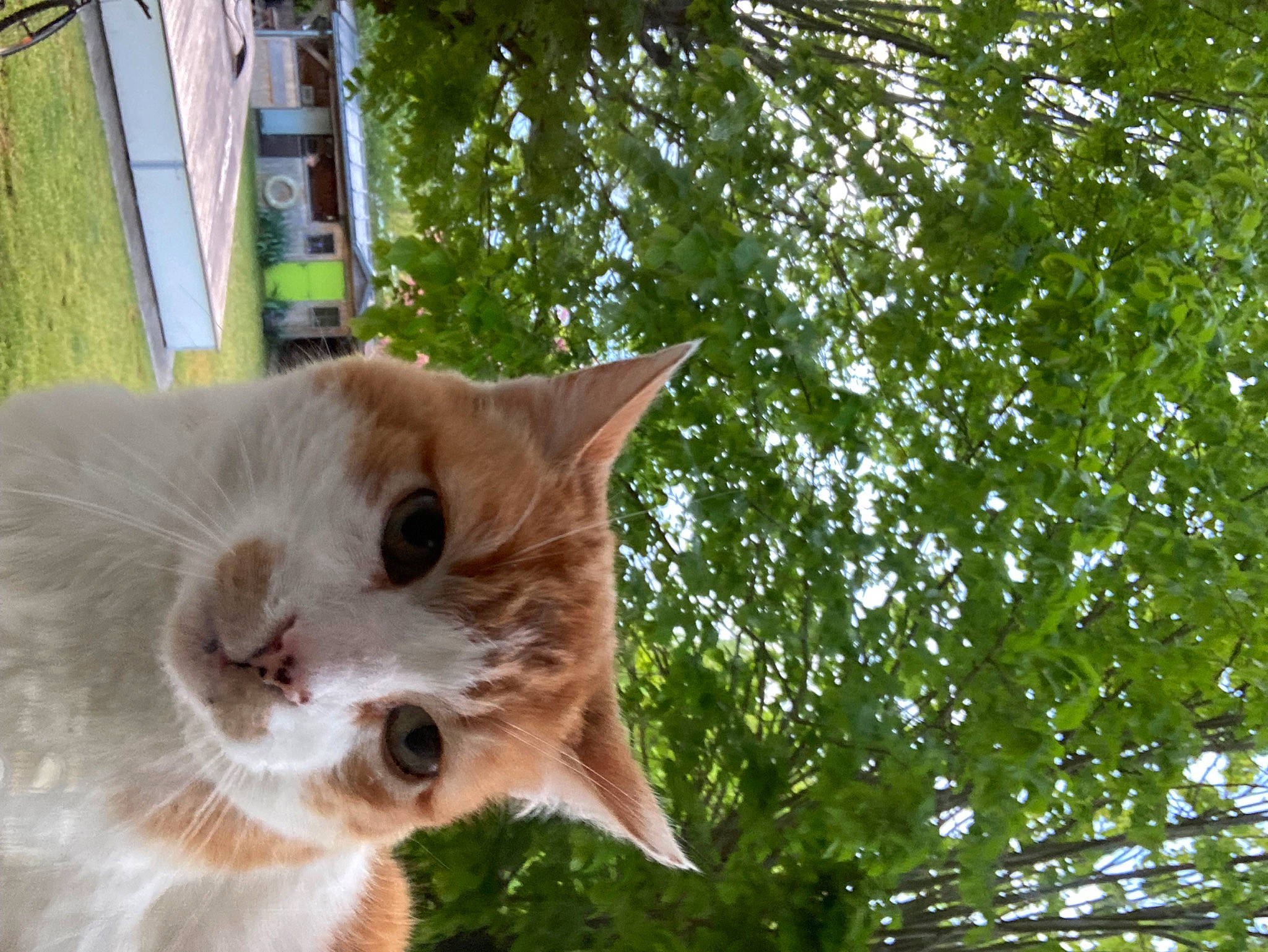 Eden a rejoint le concours — aidez-le/la à gagner de superbes lots ! carnivore, cat, domestic_short_haired_cat, fawn, felidae, fur, grass, plant, small_to_medium_sized_cats, snout, tail, terrestrial_animal, tree, whiskers, wildlife, window, wood