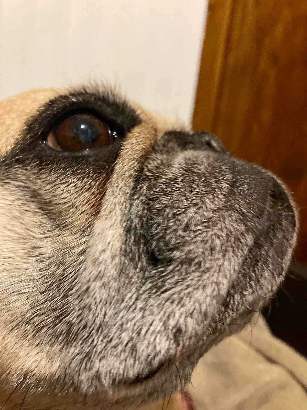 Jhava participe au concours pour gagner de l'argent avec cette photo : canidae, carnivore, companion_dog, dog, dog_breed, fawn, fur, liver, puppy, sporting_group, terrestrial_animal, whiskers, wood, working_animal, working_dog, wrinkle