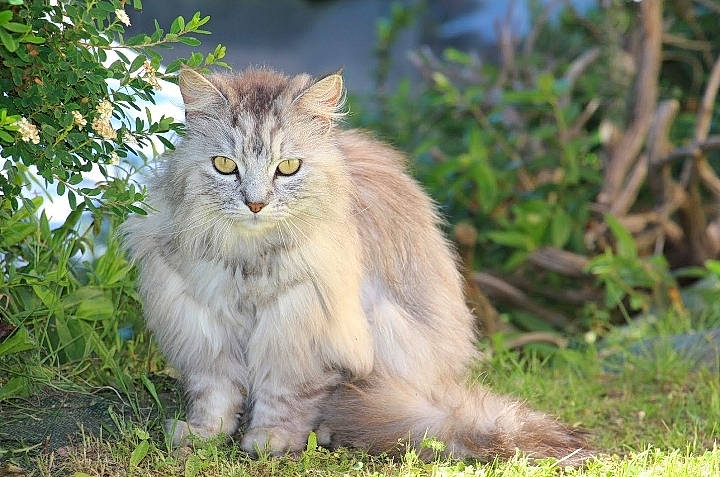 Narko a rejoint le concours — aidez-le/la à gagner de superbes lots ! british_longhair, carnivore, cat, eye, fawn, felidae, fur, grass, grassland, groundcover, herbaceous_plant, maine_coon, plant, small_to_medium_sized_cats, snout, tail, terrestrial_animal, tree, whiskers, wildlife