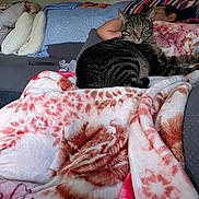 Rudy joined the competition — help win amazing prizes! cat, tabby, pet, animal, blanket, bed, sleeping, person, indoors, home, couch, pillows, cozy, striped_fur, green_eyes, sitting, relaxed, portrait, bedding, household
