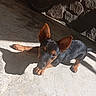 Baïko a rejoint le concours — aidez-le/la à gagner de superbes lots ! dog, puppy, small_dog, ears, shadow, sunlight, concrete_floor, resting, brown_and_black, pet, cute, outdoor, animal, young_dog, playful, sunshine, wall, wheel, texture, adorable