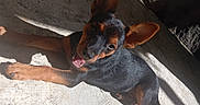 Baïko participe au concours pour gagner de l'argent avec cette photo : dog, puppy, black_and_tan, ears, sunlight, shadow, concrete_floor, playful, happy, pet, canine, animal, young_dog, close_up, outdoor, texture, lying_down, smiling, brown, black