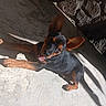 dog, puppy, black_and_tan, ears, sunlight, shadow, concrete_floor, playful, happy, pet, canine, animal, young_dog, close_up, outdoor, texture, lying_down, smiling, brown, black
