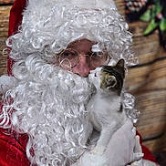 Turbo Nitrous is registered to the contest to win money with this photo: animal, beard, cat, christmas, close_up, curly_hair, cute, festive, glasses, holiday, indoor, kitten, person, pine_cones, red_clothing, santa_claus, sniffing, warm, white_gloves, wood_background