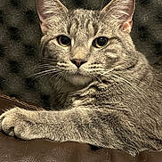 Smoke joined the competition — help win amazing prizes! cat, tabby_cat, gray_cat, pet, feline, whiskers, ears, paw, leather, couch, indoor, close_up, animal, fur, relaxed, looking, face, eyes, portrait, resting