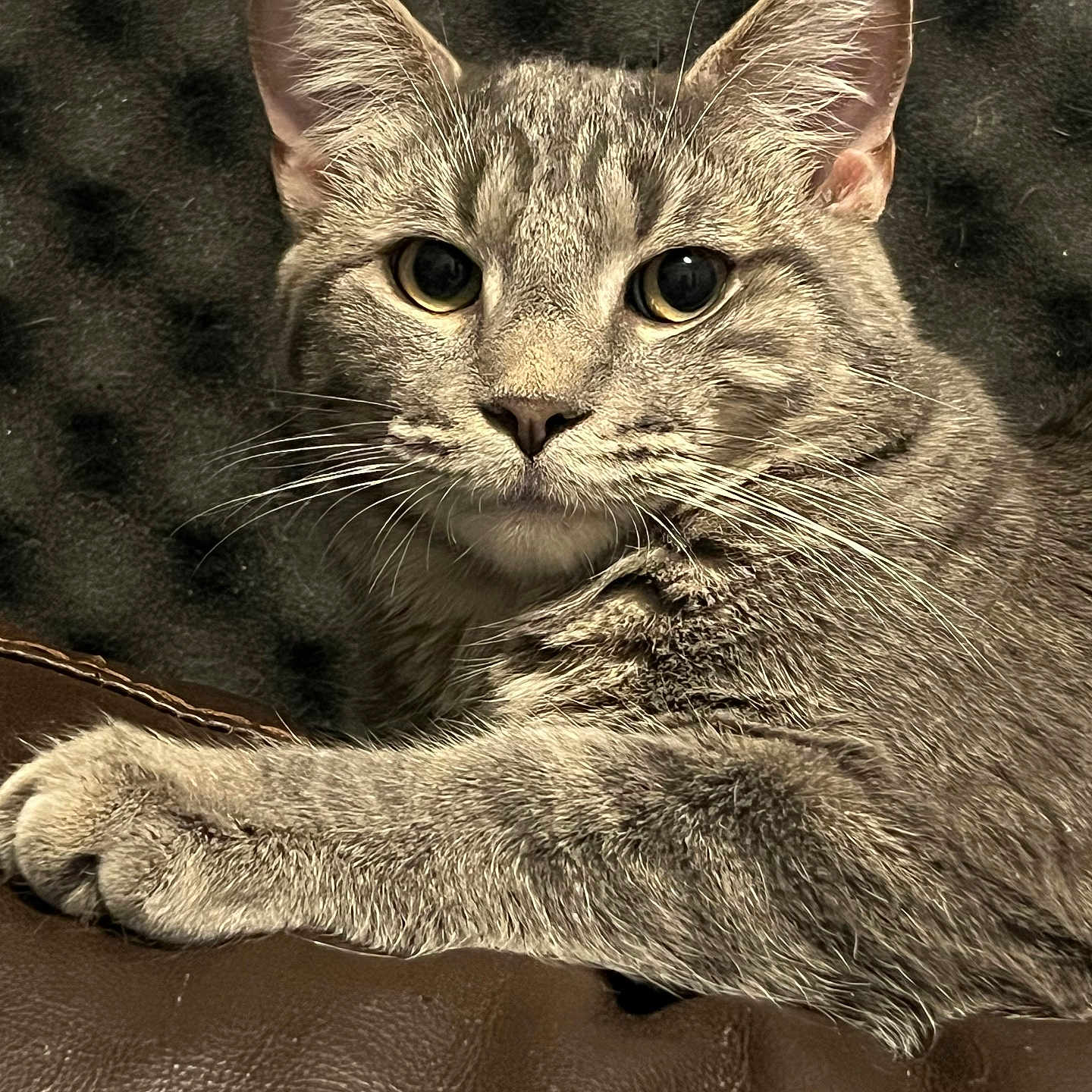 Smoke joined the competition — help win amazing prizes! cat, tabby_cat, gray_cat, pet, feline, whiskers, ears, paw, leather, couch, indoor, close_up, animal, fur, relaxed, looking, face, eyes, portrait, resting