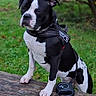 Aria participe au concours pour gagner de l'argent avec cette photo : animal, black_and_white, canine, close_eyes, daylight, dog, fur, grass, harness, leash, muzzle, nature, outdoor, park, pet, playful, quiet, standing, tree, wood