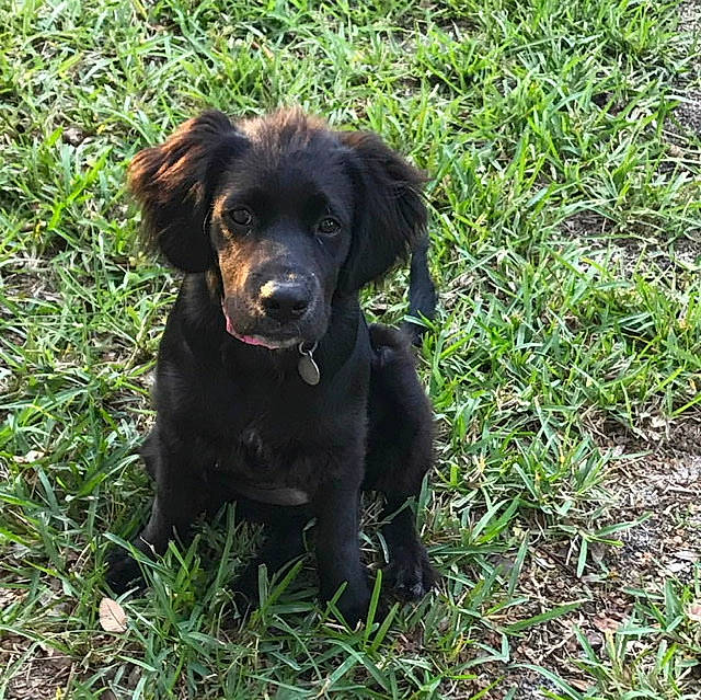 Bella joined the competition — help win amazing prizes! beagador, boykin_spaniel, canidae, carnivore, companion_dog, dog, dog_breed, flat_coated_retriever, german_longhaired_pointer, german_spaniel, hunting_dog, labrador_retriever, mammal, picardy_spaniel, puppy, rare_breed_dog, retriever, spaniel, sporting_group, vertebrate