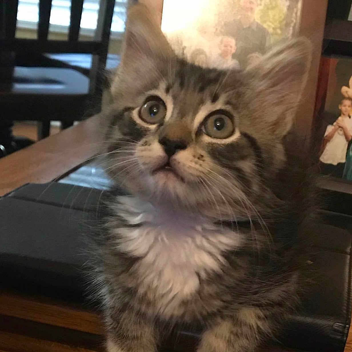 Simba