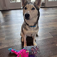 Roxy is registered to the contest to win money with this photo: dog, husky, pet, indoor, toy, pink_dinosaur, purple_ball, wooden_floor, collar, sitting, leash, window, glass_door, natural_light, cute, animal, fur, ears, face, obedient