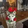 Roxy is registered to the contest to win money with this photo: dog, husky, reindeer_antlers, holiday_costume, christmas_tree, presents, living_room, wooden_floor, rug, person, fan, coat, shoes, toy, indoor, home, holiday_decorations, pet, animal, festive