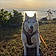 Roxy