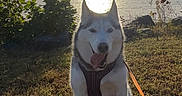 Roxy is registered to the contest to win money with this photo: dog, husky, sunset, grass, leash, outdoor, water, lake, sky, sun, nature, pet, canine, animal, happy, sitting, shadow, scenic, daylight, landscape