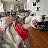 Roxy is registered to the contest to win money with this photo: dog, husky, red_bandana, indoor, living_room, wooden_floor, rug, furniture, ceiling_fan, wall_decor, pet, animal, tongue_out, side_view, canine, home, cozy, domestic, house, interior