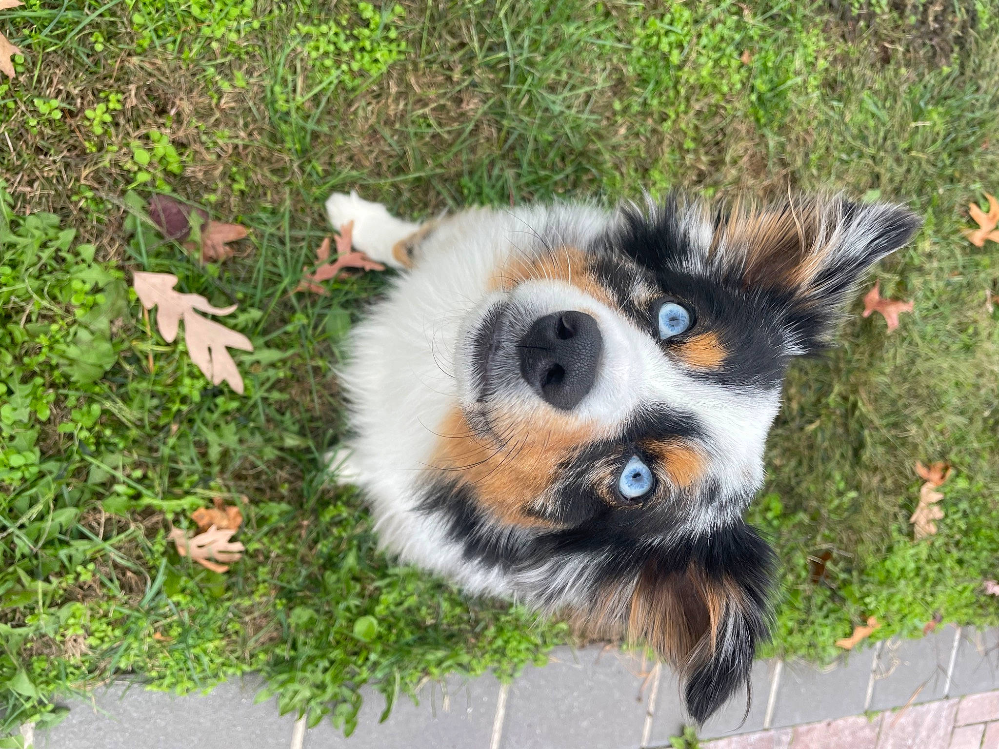 Dwight is registered to the contest to win money with this photo: canidae, carnivore, companion_dog, dog, dog_breed, dog_supply, fur, grass, groundcover, paw, plant, snout, sporting_group, tail, terrestrial_animal, whiskers, wildlife, working_animal, working_dog