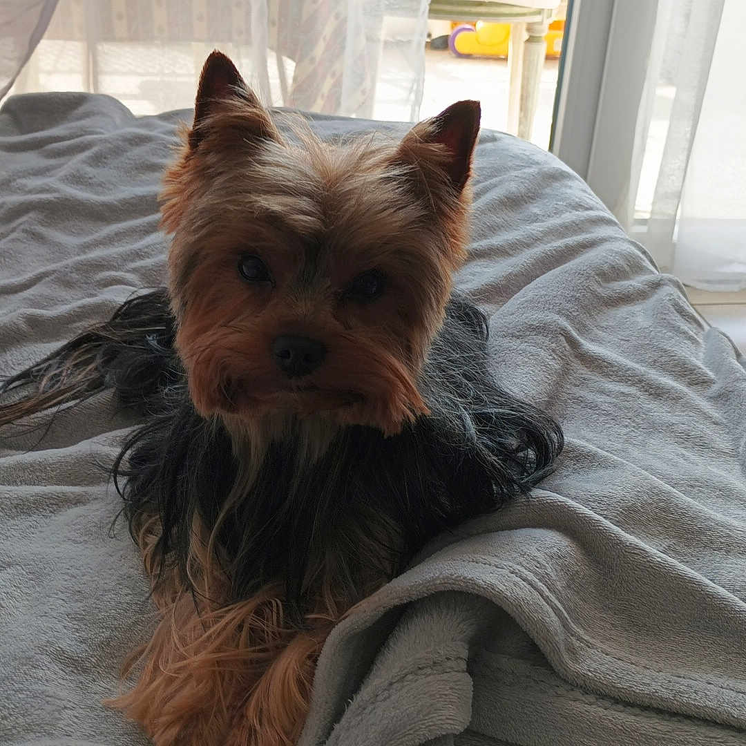 Titou