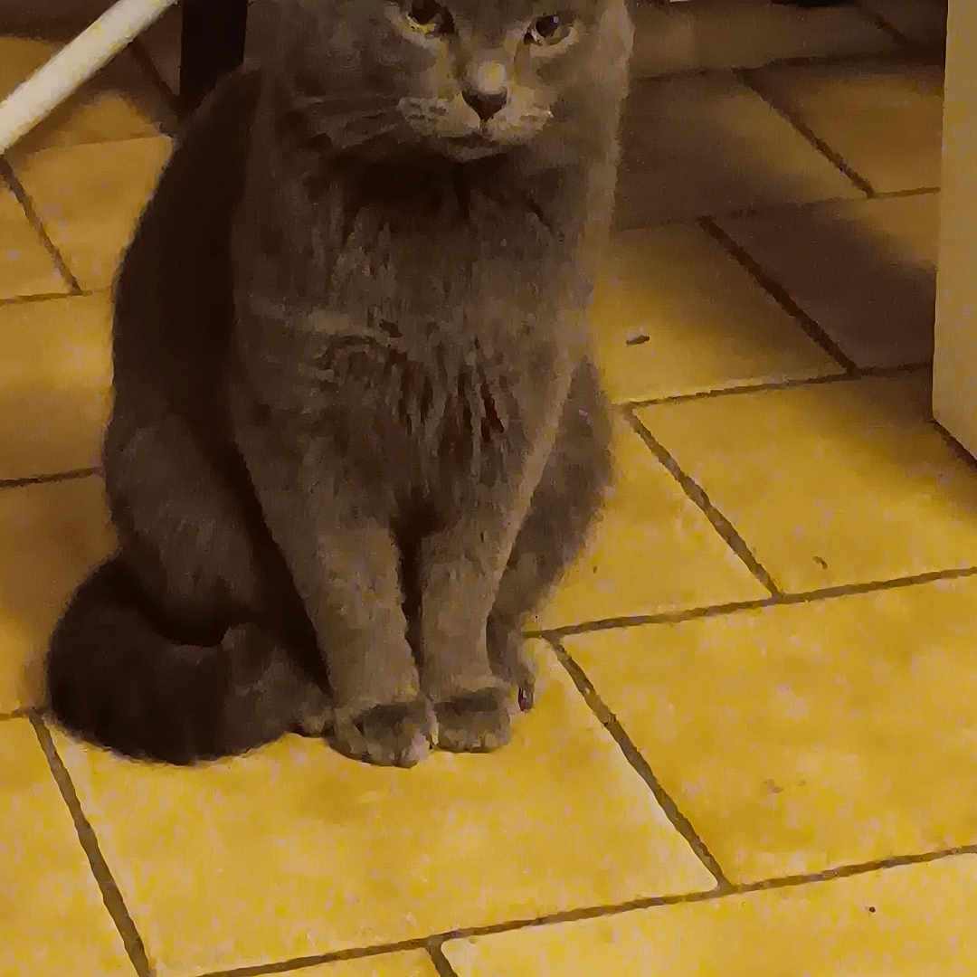 Tagada participe au concours pour gagner de l'argent avec cette photo : abyssinian, angora, animal, blackcat, cat, flagstone, hardwood, kitten, manx, path, pet, plywood, slate, tile, walkway, wood