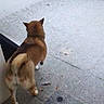 Thalya participe au concours pour gagner de l'argent avec cette photo : dog, puppy, outdoor, pavement, sidewalk, back_view, curled_tail, brown_fur, fluffy, standing, walking, animal, pet, ears, small_dog, concrete, ground, casual_photo, street, daylight