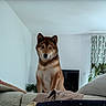 Thalya participe au concours pour gagner de l'argent avec cette photo : dog, shiba_inu, canine, pet, sitting, indoors, living_room, couch, sofa, blanket, cushions, brown_fur, pointed_ears, black_nose, portrait, home, television, curtains, houseplant, cozy